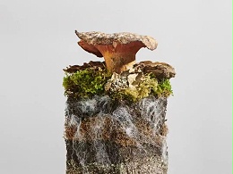 【地球日特辑】取之自然，归于自然：生物基材料的生态美学